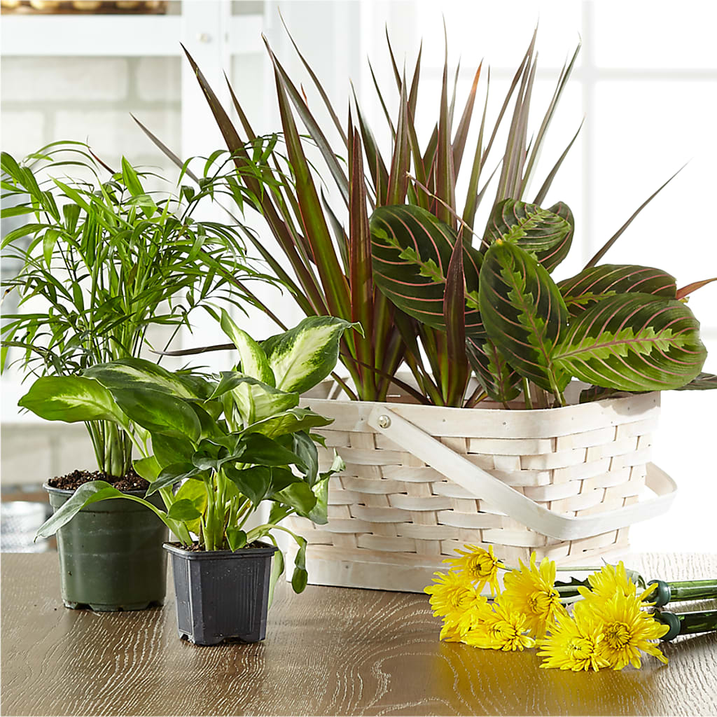 Florist Designed Blooming and Green Plants in a Basket – Nacogdoches Floral Company, Nacogdoches TX