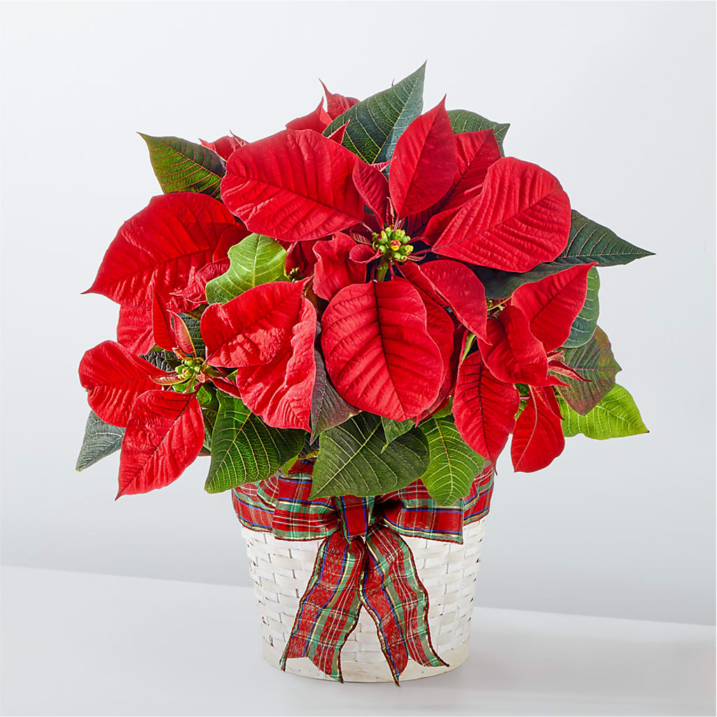 Happiest Holidays Poinsettia – Nacogdoches Floral Company, Nacogdoches TX