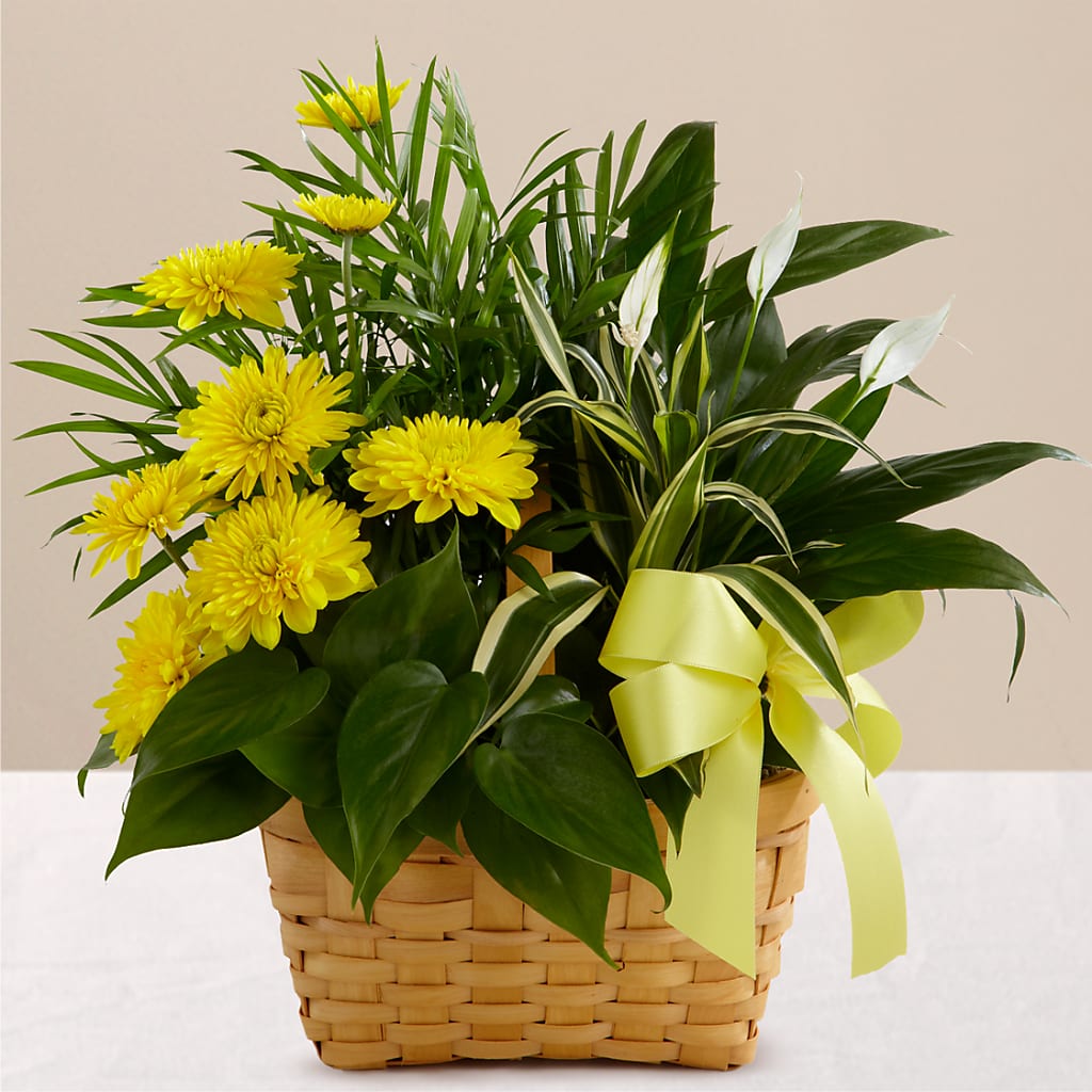 Loving Light Dishgarden – Nacogdoches Floral Company, Nacogdoches TX