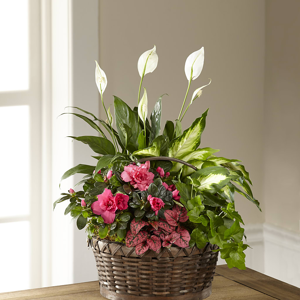 Dream in Pink Dishgarden – Nacogdoches Floral Company, Nacogdoches TX