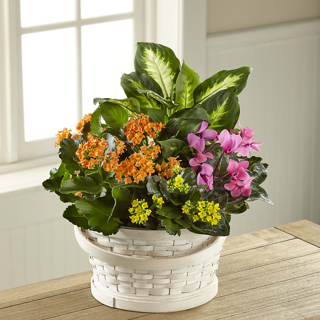 Color Crush Dishgarden – Nacogdoches Floral Company, Nacogdoches TX