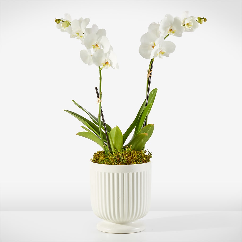Whispering White Orchid – Nacogdoches Floral Company, Nacogdoches TX