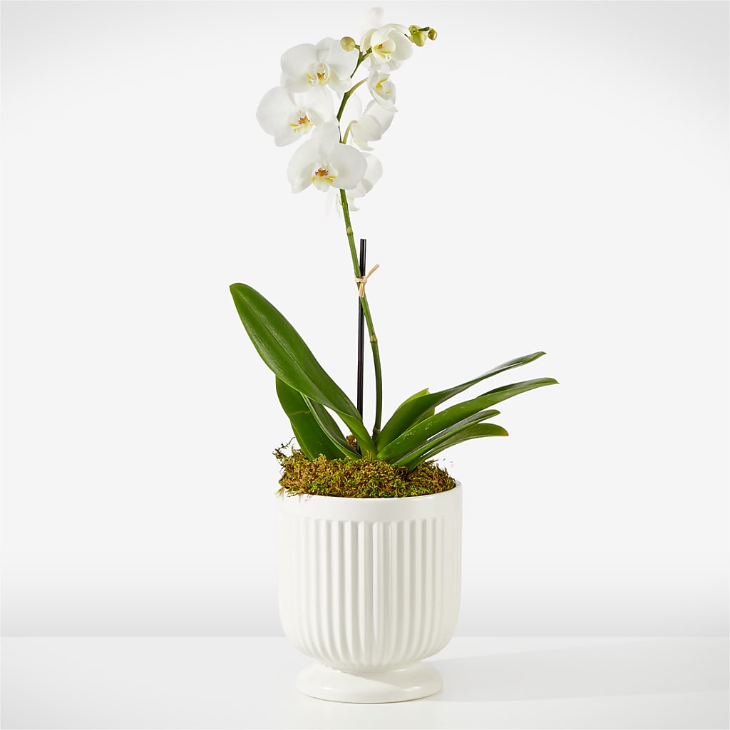 Whispering White Orchid – Nacogdoches Floral Company, Nacogdoches TX