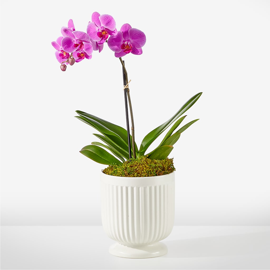 Friendly Fuchsia Orchid – Nacogdoches Floral Company, Nacogdoches TX
