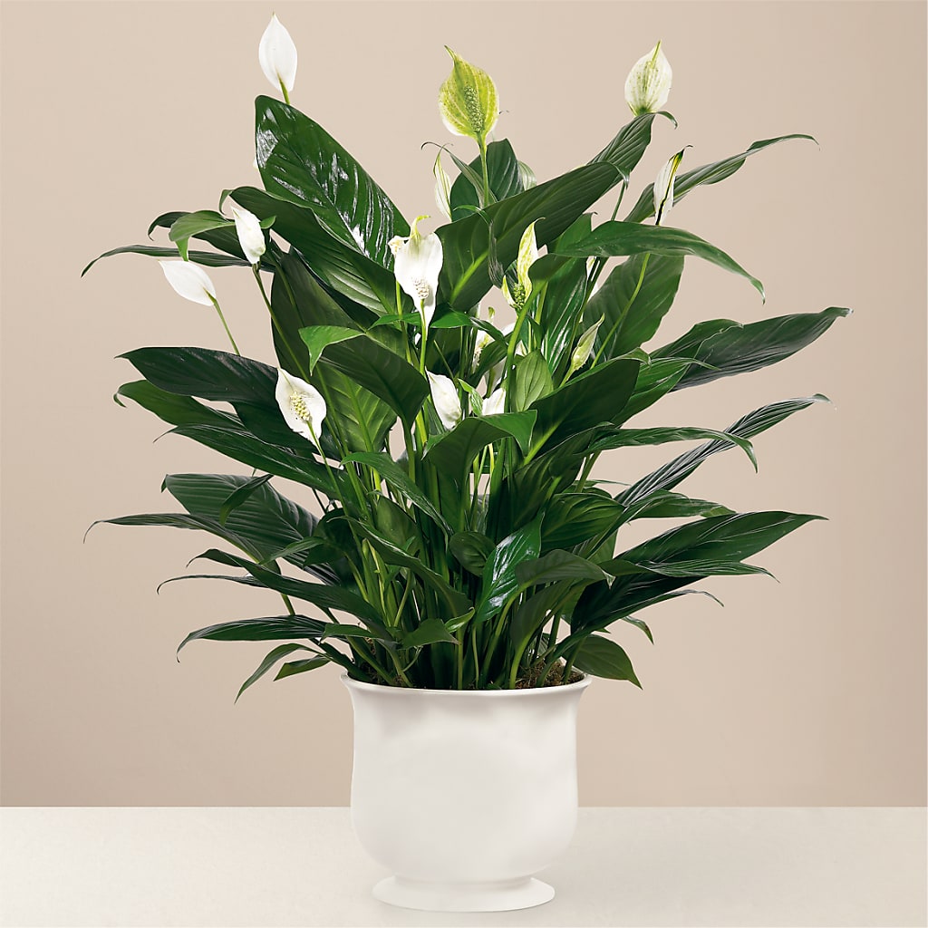 Comfort Planter – Nacogdoches Floral Company, Nacogdoches TX