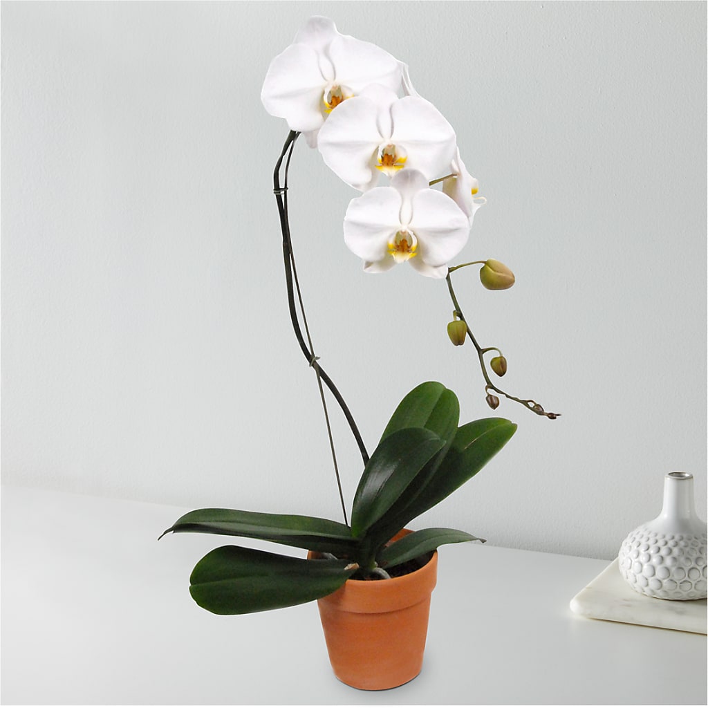 White Cascading Orchid – Nacogdoches Floral Company, Nacogdoches TX