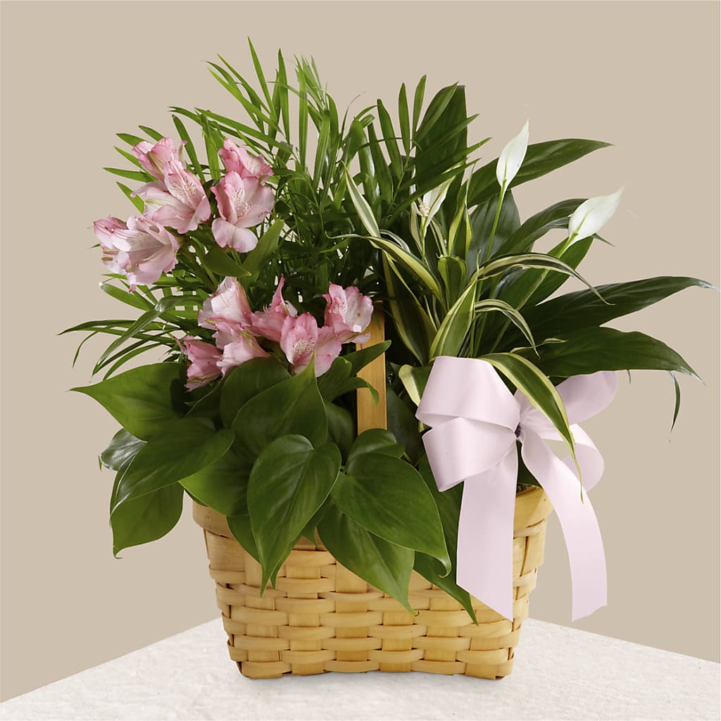 Living Spirit Dishgarden – Nacogdoches Floral Company, Nacogdoches TX