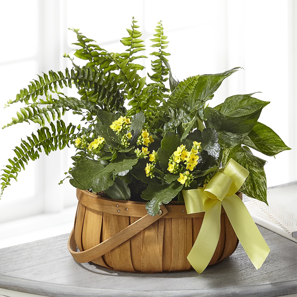 Always Dear Dishgarden – Nacogdoches Floral Company, Nacogdoches TX