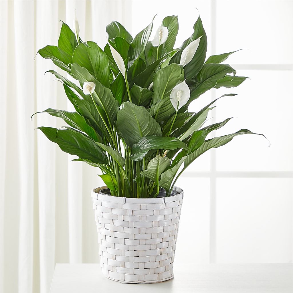 A New Leaf Peace Lily – Nacogdoches Floral Company, Nacogdoches TX