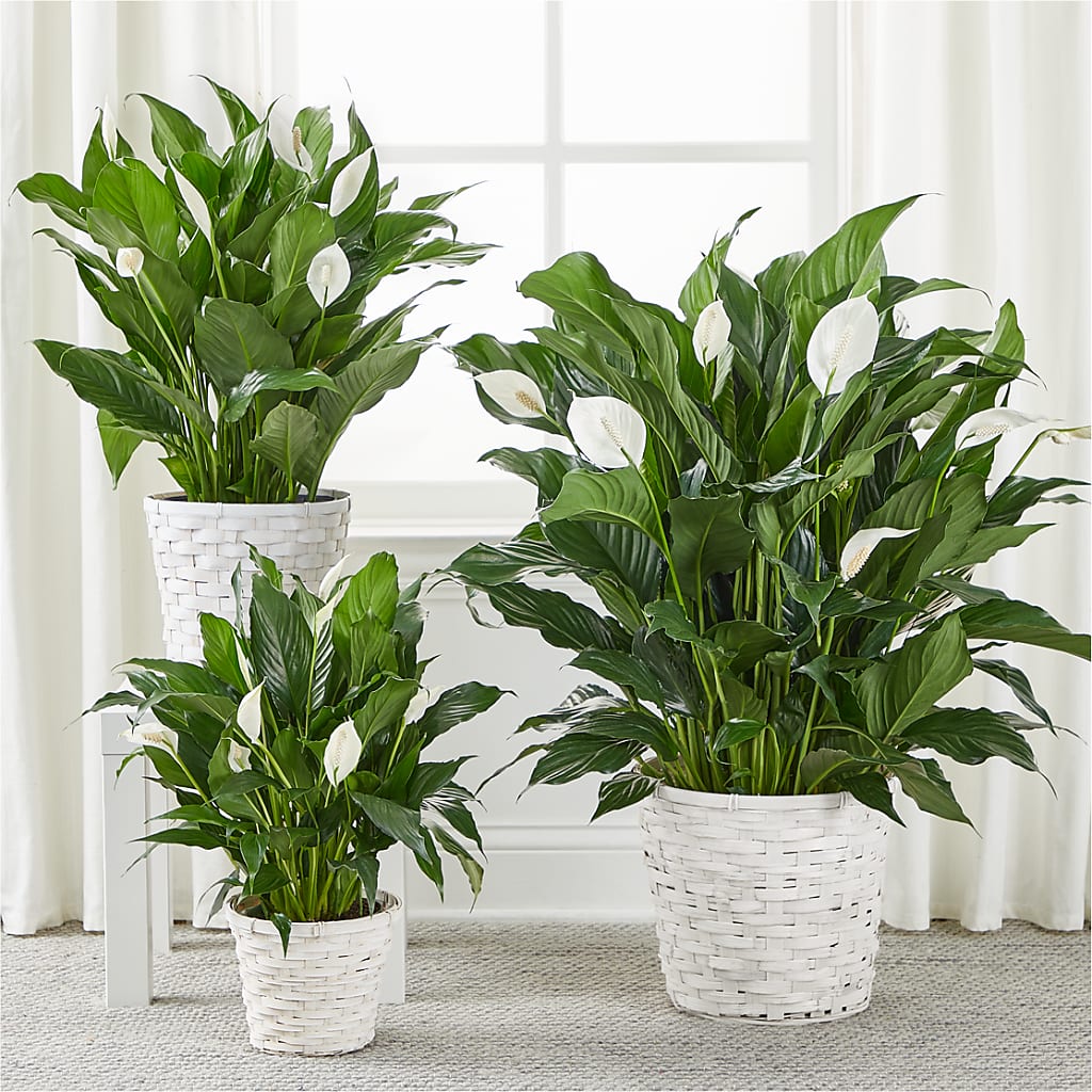 A New Leaf Peace Lily – Nacogdoches Floral Company, Nacogdoches TX
