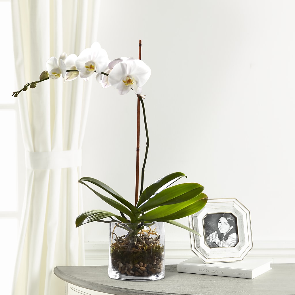 White Orchid Planter – Nacogdoches Floral Company, Nacogdoches TX
