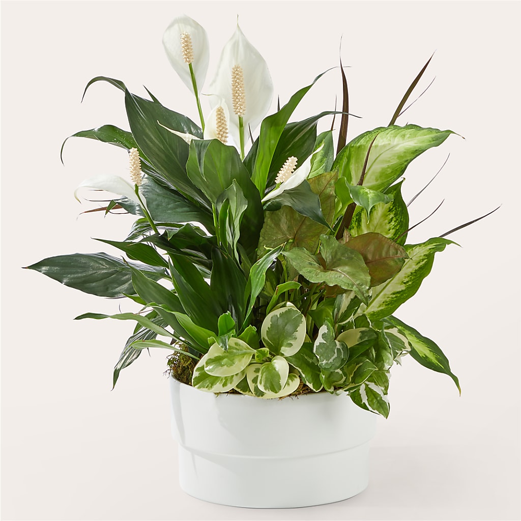 Radiating Positivity Dishgarden – Nacogdoches Floral Company, Nacogdoches TX