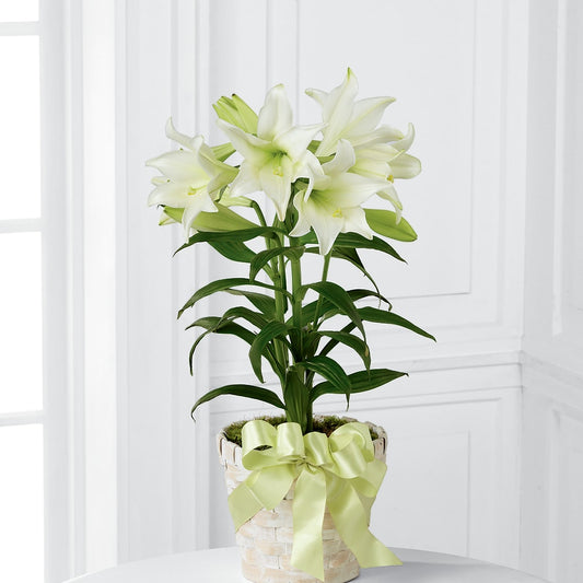 Easter Lily Plant –  Nacogdoches Floral Company, Nacogdoches TX