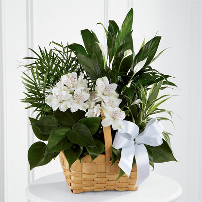Peace & Serenity Dishgarden –  Nacogdoches Floral Company, Nacogdoches TX