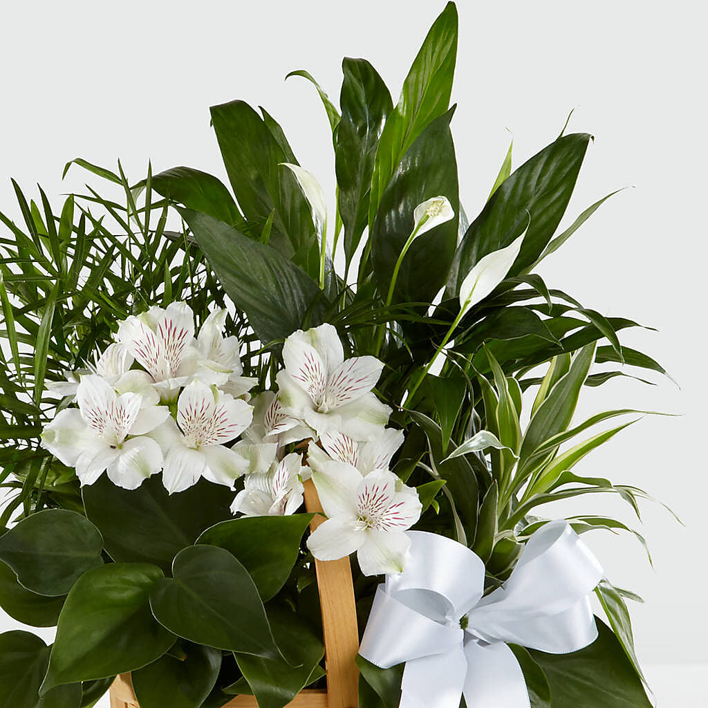 Peace & Serenity Dishgarden –  Nacogdoches Floral Company, Nacogdoches TX