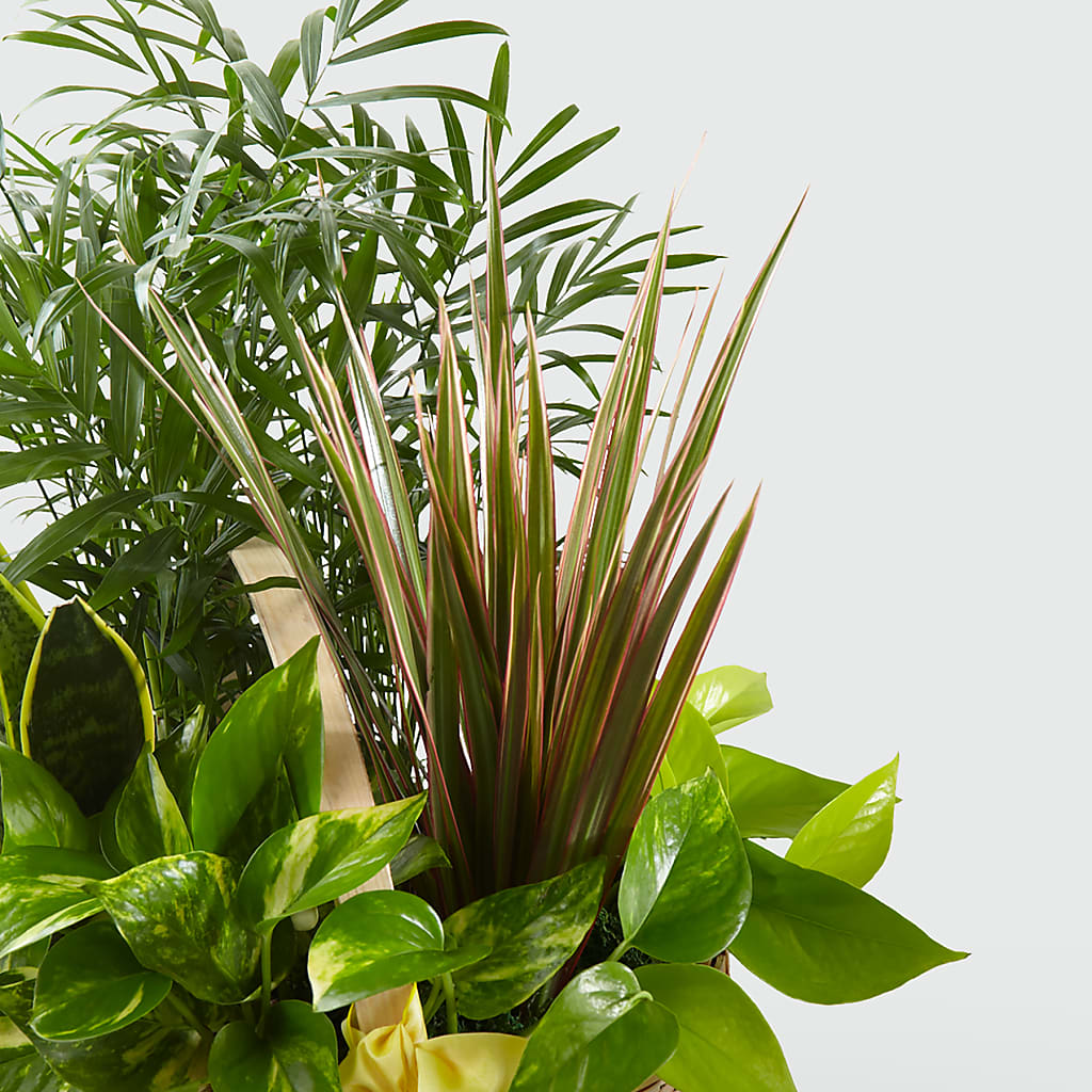 French Garden –  Nacogdoches Floral Company, Nacogdoches TX