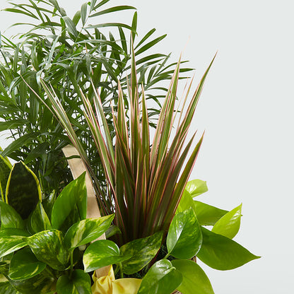 French Garden –  Nacogdoches Floral Company, Nacogdoches TX