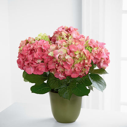 Pink Hydrangea Planter –  Nacogdoches Floral Company, Nacogdoches TX