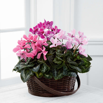 Mixed Cyclamen Planter –  Nacogdoches Floral Company, Nacogdoches TX
