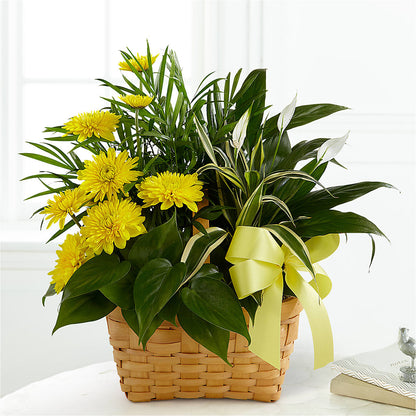 Loving Light Dishgarden –  Nacogdoches Floral Company, Nacogdoches TX