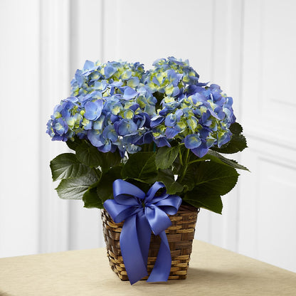 Blue Hydrangea Planter –  Nacogdoches Floral Company, Nacogdoches TX