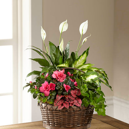 Dream in Pink Dishgarden –  Nacogdoches Floral Company, Nacogdoches TX