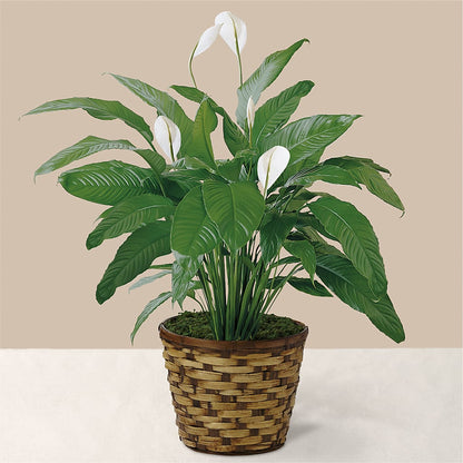 Tranquil Moments Peace Lily Plant –  Nacogdoches Floral Company, Nacogdoches TX