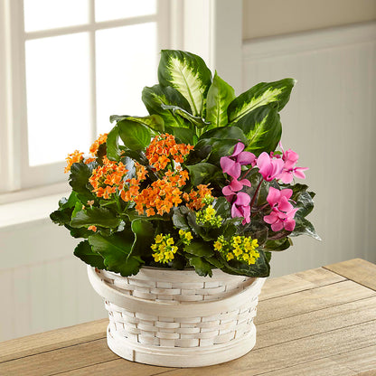 Color Crush Dishgarden –  Nacogdoches Floral Company, Nacogdoches TX