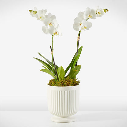Whispering White Orchid –  Nacogdoches Floral Company, Nacogdoches TX