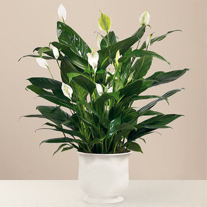 Comfort Planter –  Nacogdoches Floral Company, Nacogdoches TX