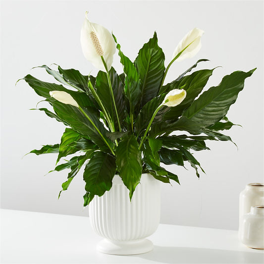 Comfort Planter –  Nacogdoches Floral Company, Nacogdoches TX