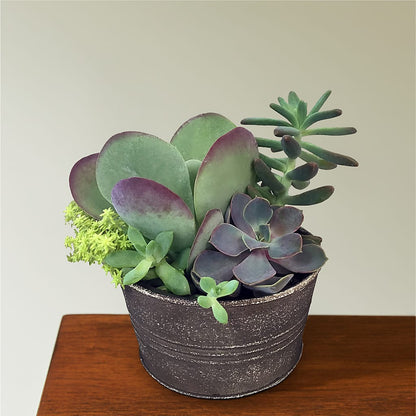 Lush Succulent Garden –  Nacogdoches Floral Company, Nacogdoches TX