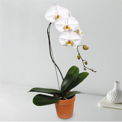 White Cascading Orchid –  Nacogdoches Floral Company, Nacogdoches TX