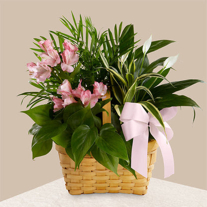 Living Spirit Dishgarden –  Nacogdoches Floral Company, Nacogdoches TX