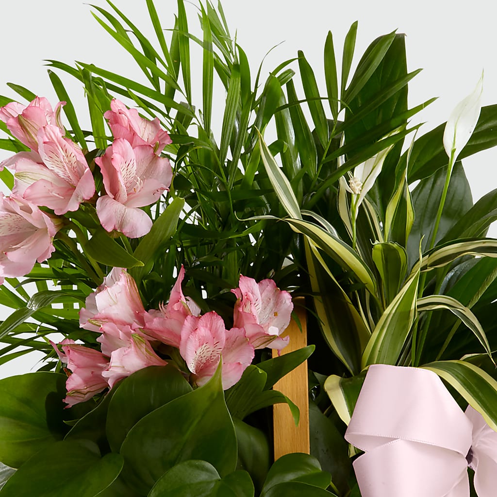 Living Spirit Dishgarden –  Nacogdoches Floral Company, Nacogdoches TX
