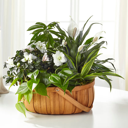 Serene Dishgarden –  Nacogdoches Floral Company, Nacogdoches TX