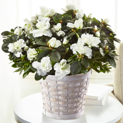 White Azalea Plant –  Nacogdoches Floral Company, Nacogdoches TX