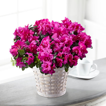 Hope & Serenity Azalea Plant –  Nacogdoches Floral Company, Nacogdoches TX