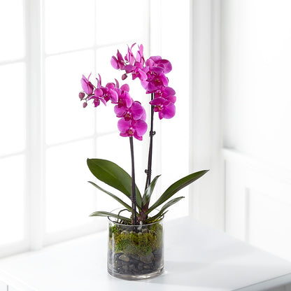 Pink Orchid Plant –  Nacogdoches Floral Company, Nacogdoches TX