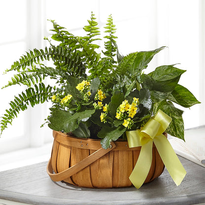 Always Dear Dishgarden –  Nacogdoches Floral Company, Nacogdoches TX