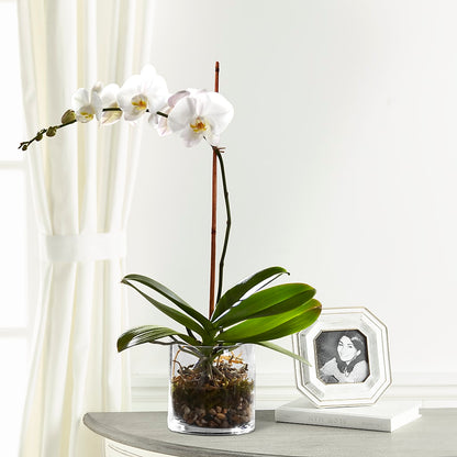 White Orchid Planter –  Nacogdoches Floral Company, Nacogdoches TX