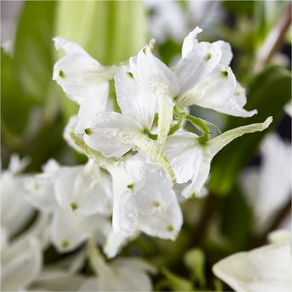Classic Ivory – A Florist Original –  Nacogdoches Floral Company, Nacogdoches TX