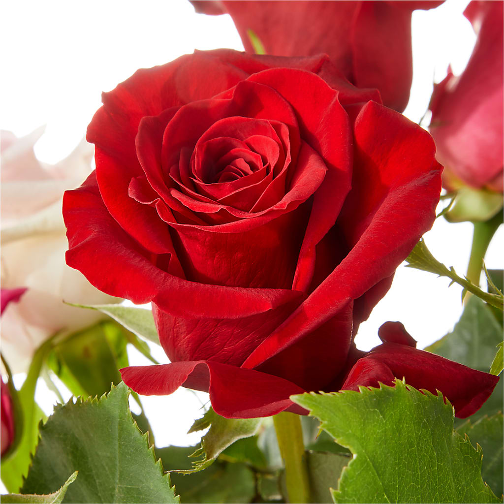 Love Notes Rose Bouquet –  Nacogdoches Floral Company, Nacogdoches TX