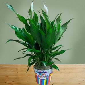 Peace Lily Birthday